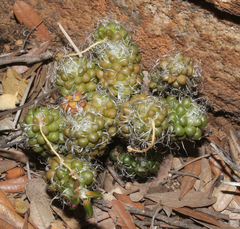 Anacampseros decapitata