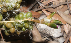Anacampseros decapitata