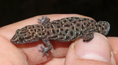 Pachydactylus affinis