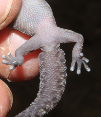 Pachydactylus affinis