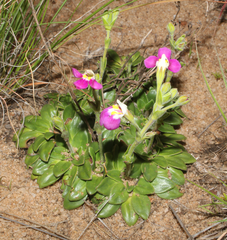 Craterostigma wilmsii