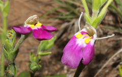 Craterostigma wilmsii