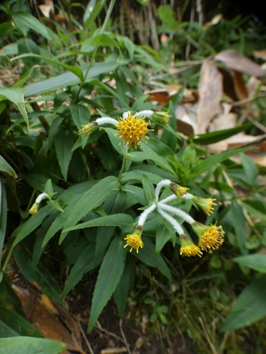Arnica mallotopus iNat (1)