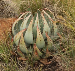 Aloe peglerae