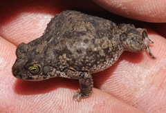 Poyntonophrynus fenoulheti