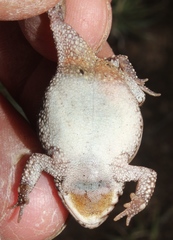 Poyntonophrynus fenoulheti