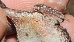 Poyntonophrynus fenoulheti