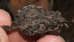 Poyntonophrynus fenoulheti