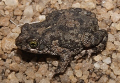 Poyntonophrynus fenoulheti