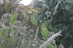 Calystegia sepium roseata