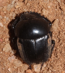 Scarabaeus rusticus