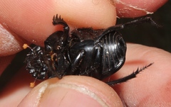 Scarabaeus rusticus