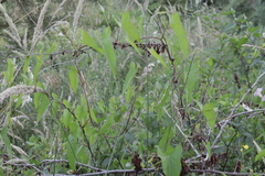 Calystegia sepium roseata