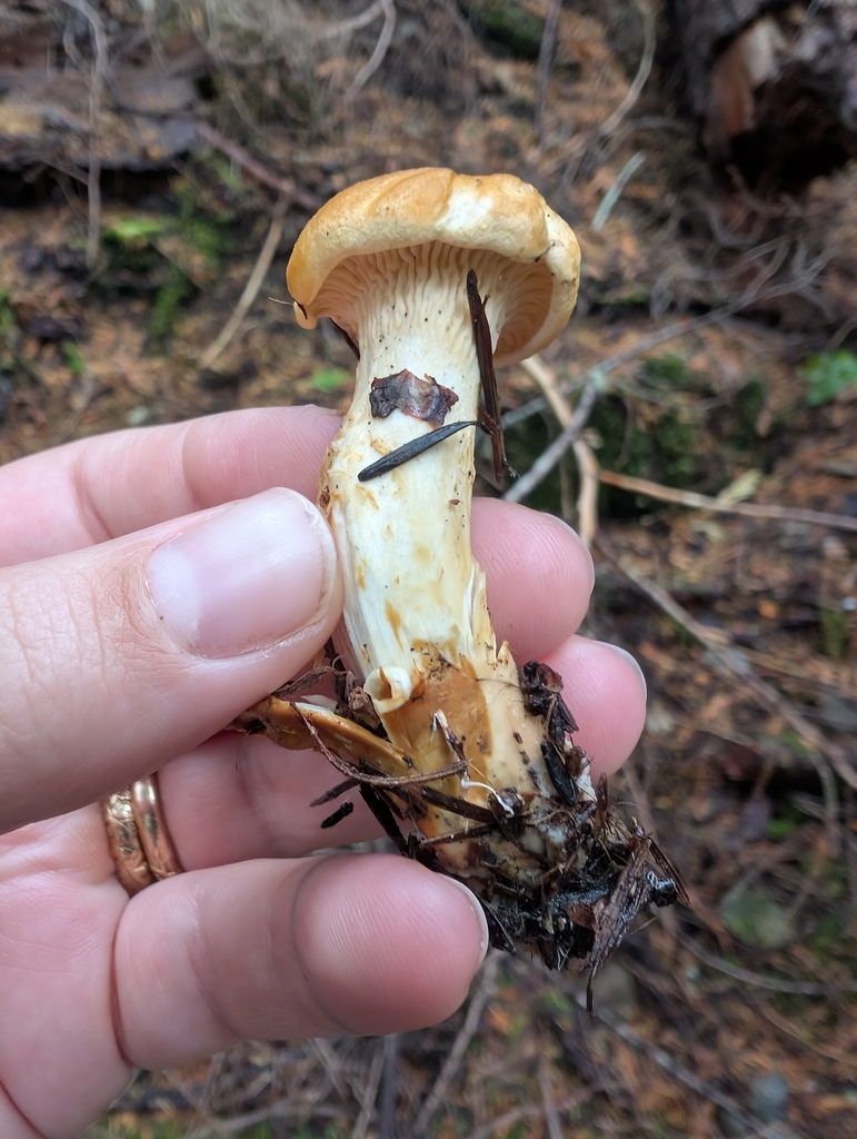 Cantharellus formosus · November 2025 · photo: © simonele (iNaturalist, cc-by)