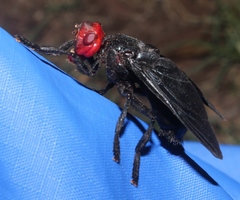 Bromophila caffra