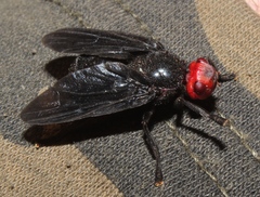 Bromophila caffra