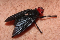 Bromophila caffra