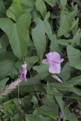 Calystegia sepium roseata