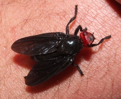 Bromophila caffra