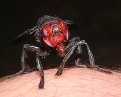 Bromophila caffra