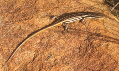 Trachylepis laevigata