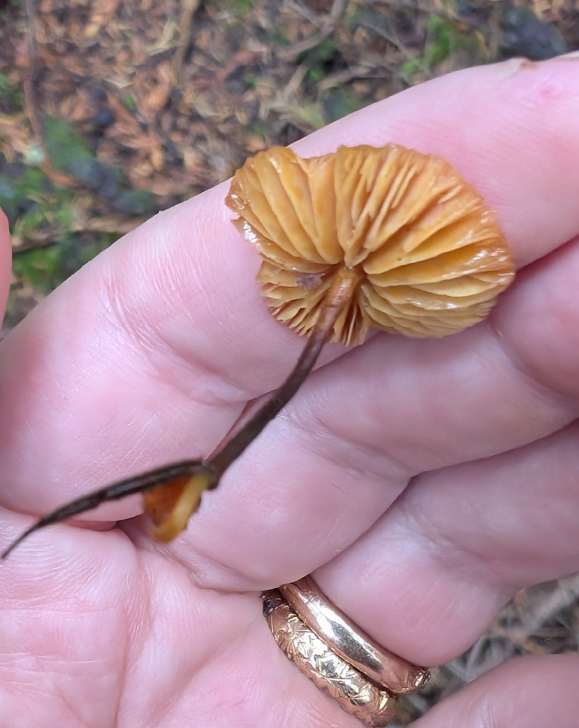 Heimiomyces fulvipes
