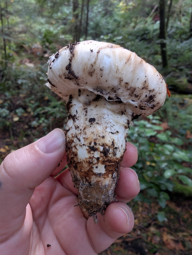 Tricholoma murrillianum · November 2025 · photo: © simonele (iNaturalist, cc-by)