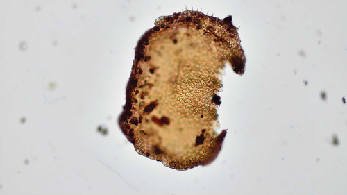 Bazzania didericiana