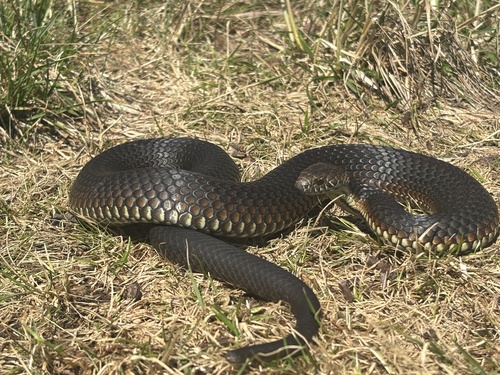 Highlands Copperhead sighting
