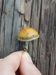 Leratiomyces squamosus