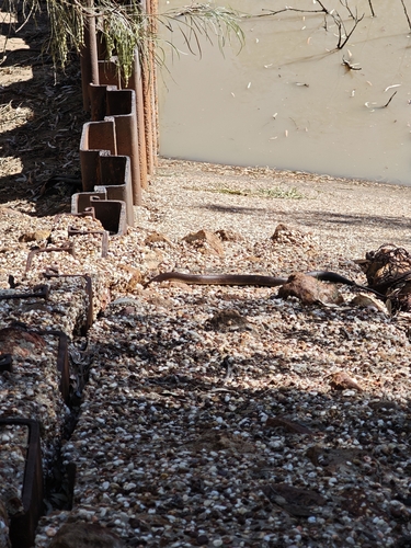 Eastern Brown Snake sighting