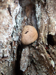 Elaphomyces muricatus