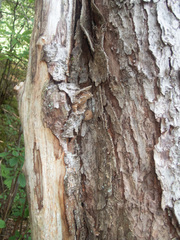 Elaphomyces muricatus