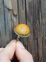 Leratiomyces squamosus