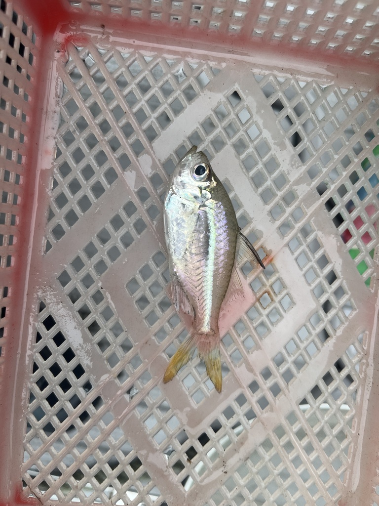 Estuarine glassfish (Ambassis macracanthus) — Ambassidae