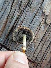 Leratiomyces squamosus