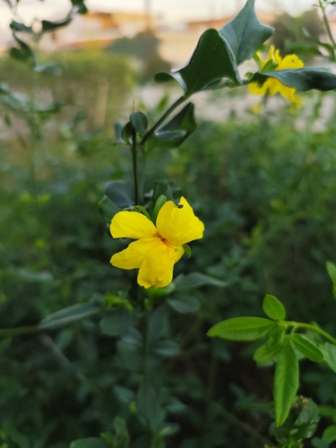 Jasminum mesnyi