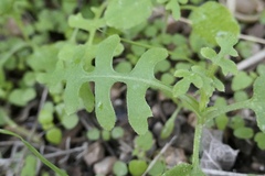 Pholistoma auritum arizonicum