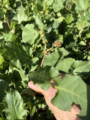Rumex obtusifolius