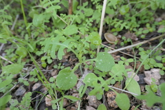 Pholistoma auritum arizonicum