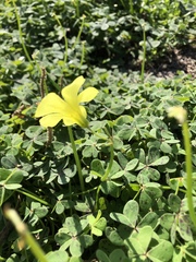 Oxalis pes-caprae