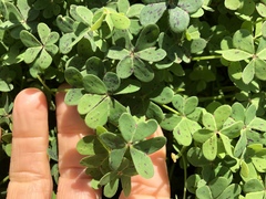 Oxalis pes-caprae