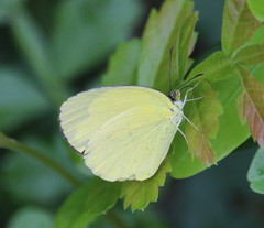 Eurema hecabe solifera