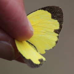 Eurema hecabe solifera