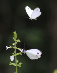 Leptosia alcesta inalcesta