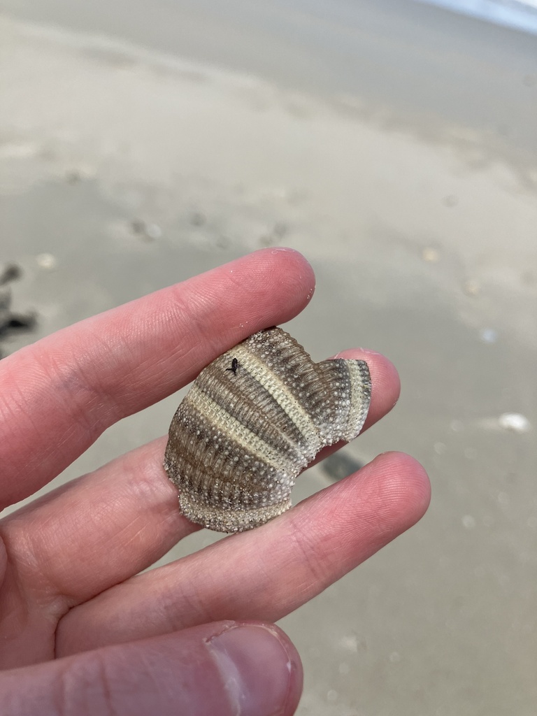 Grand sea urchin