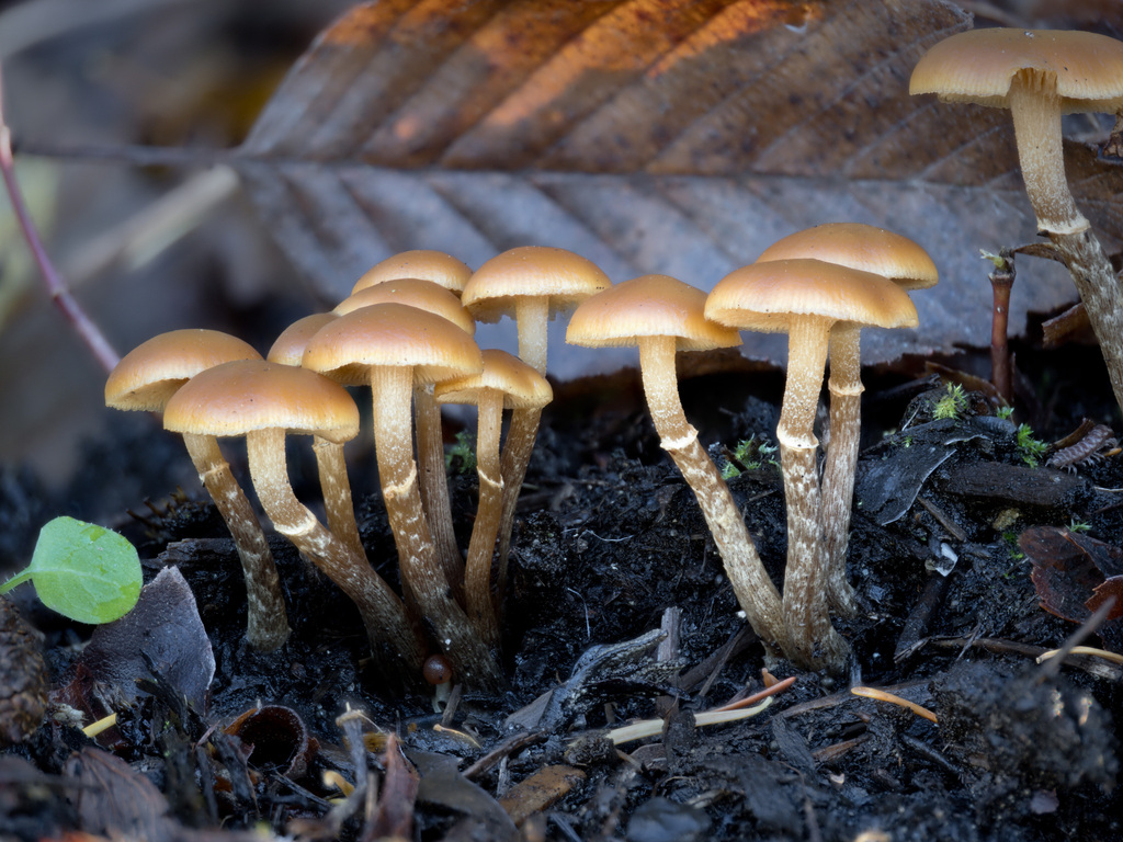 Galerina marginata · November 2025 · photo: © alan_rockefeller (iNaturalist, cc-by-sa)