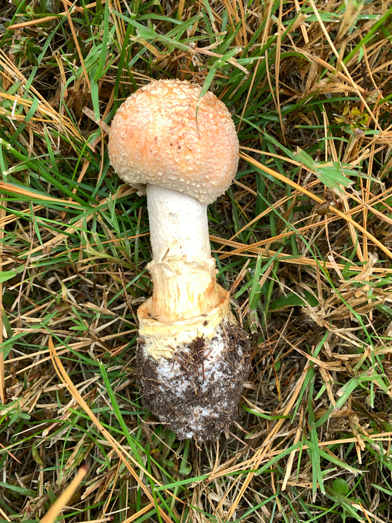 Amanita persicina · November 2025 · photo: © americanisopodologist (iNaturalist, cc-by)