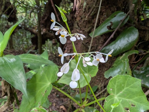 Begonia cardiocarpa, photograph 2