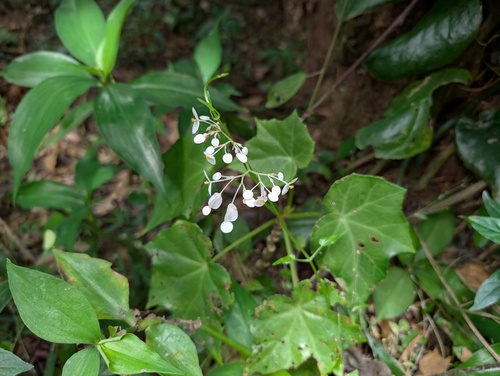 Begonia cardiocarpa, photograph 1